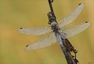 Großer Blaupfeil