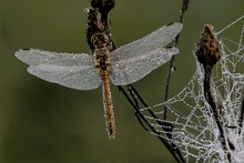 Libelle im Morgentau