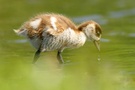 Junge Nilgans ( Alopochen aegyptiacus)