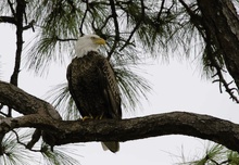 Weißkopfseeadler, ND