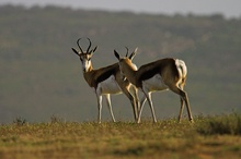 Springbock (Captive)