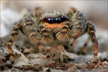 ~ Springspinne  Marpissa muscosa ~