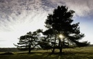 Sonne im Baum ND