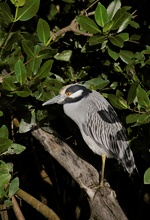 Krabbenreiher, ND