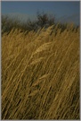 Gräser