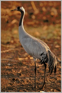 Grauer Kranich (Grus grus)