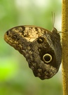 Caligo species - Bananenfalter (Familie: Nymphalidae)