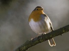 Rotkehlchen (Erithacus rubecula)