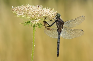 Großer Blaupfeil (Orthetrum cancellatum)