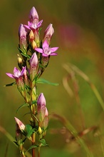 Deutscher Enzian (Gentianella germanica)