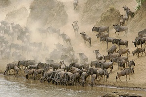 Gnus am Mara ND