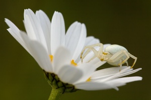 veränderliche Krabbenspinne [KD]