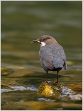 Wasseramsel (ND)
