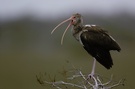 weißer Ibis juv., ND