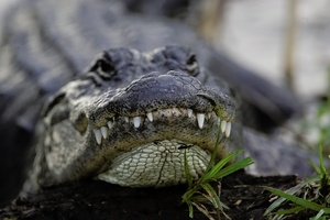 Zähne eines Alligators, ND