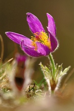 Küchenschelle (Pulsatilla  vulgaris)