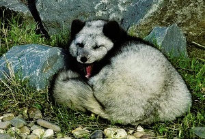 Polarfuchs ( Blaufuchs ) ZO