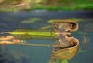 Spitzhornschnecke (Lymnaea stagnalis)