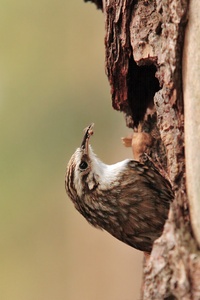 Waldbaumläufer ND