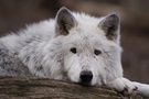 Weißer Wolf - ZO