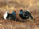 Birkhahn