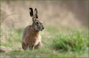 Feldhase (Lepus europaeus)