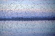 Limikolenflug auf Amrum