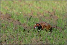 Fasan [ND]