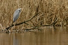 Graureier am Teich