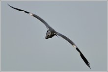 Graureiher (Ardea cinerea)