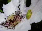junger Laubfrosch auf Clematisblüte (ND)
