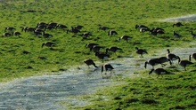 Kanadagänse Branta canadensis