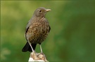 KD Amsel (Turdus merula)