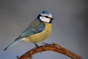 Blaumeise (Parus caeruleus), KD