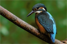 Alcedo atthis - Eisvogel