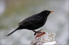 KD Amsel (Turdus merula)