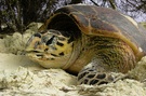 Hawksbill turtle (Erechmotelys imbricata) ND