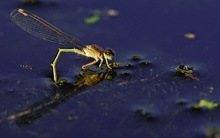 Kleine Pechlibelle (Ischnura pumilio)