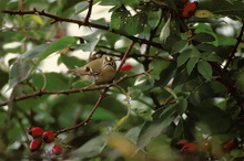 Wintergoldhähnchen - ND