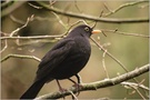 Amsel