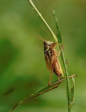 Grashüpfer und Mücke