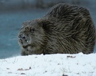 Elbe-Biber im Schnee, ND, EBV