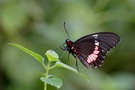 Parides iphidamus ZO