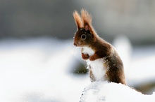 Eichhörnchen  (ND)