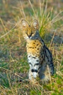 Serval in der Mara ND