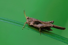 Säbeldornschrecke (Acrydium subulatum) ND