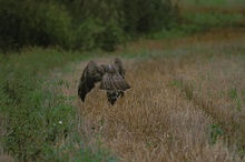 Bussard mit Beute