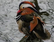 Mandarinente Aix galericulata