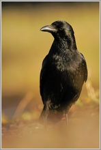 Rabenkrähe (Corvus corone)