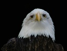 Weißkopfseeadler ZO